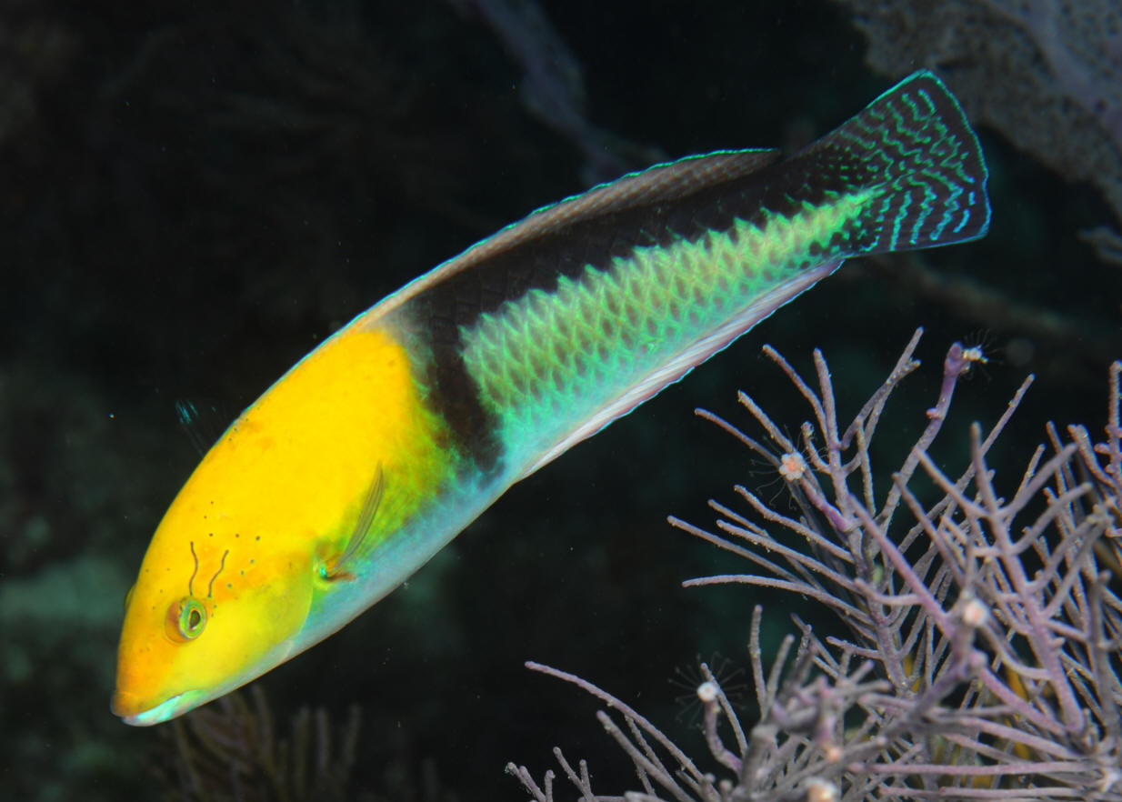 Yellowhead wrasse Alchetron, The Free Social Encyclopedia